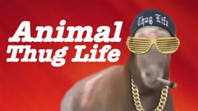 بالفيديو.. أطرف لقطات لـ«بلطجة» الحيوانات