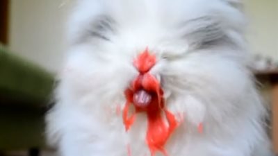 أرنب يثير الرعب بتناوله طعامه (فيديو)