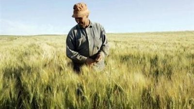 25 % من المحاصيل العالمية مصابة بالسموم الفطرية