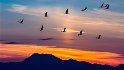 «البيئة» ترصد اليوم الطيور المهاجرة في العين السخنة