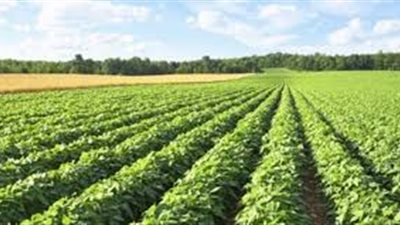 كيف تكون مصدرا للحاصلات الزراعية؟