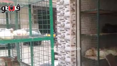 بالفيديو.. انخفاض أسعار الدواجن والأبيض بـ23 جنيها في الجيزة