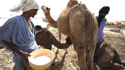 تنامي صناعة حليب الإبل في أستراليا