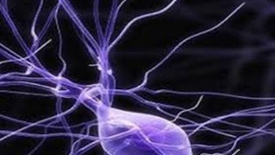 العمل في حضور الآخرين ينشط الخلايا العصبية الاجتماعية