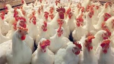 أسعار الدواجن اليوم 12/ 10/ 2018.. والكيلو يسجل 29 جنيها