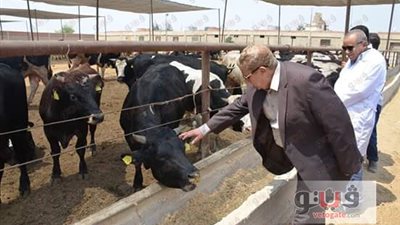 بالصور.. جولات ميدانية لمحافظ الإسماعيلية على المجازر ومنافذ البيع