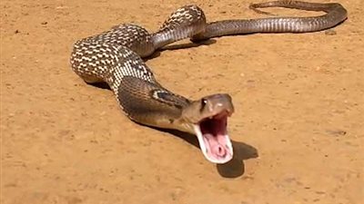 أفعى تتخلص من طعامها للهرب من مطاردها (فيديو وصور)