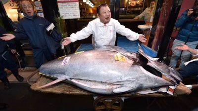 ياباني يشتري سمكة تونة بـ 1.8 مليون دولار | صور