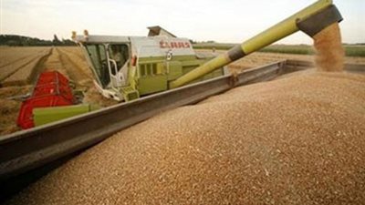 صحيفة: مصر السوق الرئيسية للقمح الأوكراني