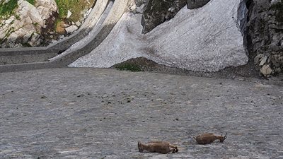 ماعز يسير على الحائط متحديا الجاذبية (فيديو وصور)