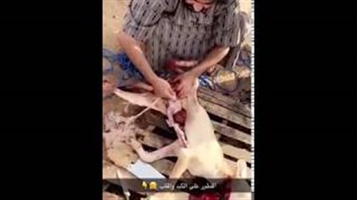 بالفيديو.. لحظة ذبح وأكل سعوديين ذئبا هاجم أغنامهم