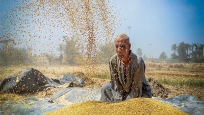 «واصل»: سوء التنظيم من الزراعة والتموين وراء أزمة توريد القمح