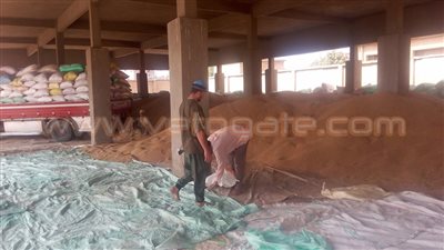 بالصور.. توريد 370 طن قمح بشونة القناطر الخيرية