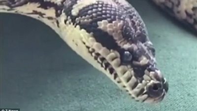 بالفيديو والصور.. علاج ثعبان بعد إدمانه المخدرات