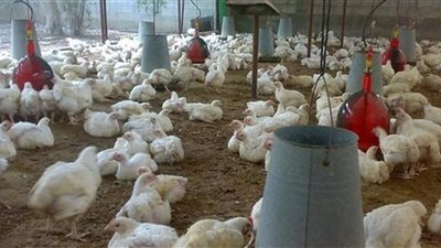 استقرار أسعار الدواجن اليوم.. والبيضاء بـ24.5 داخل المزارع