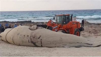 «البيئة» تكشف عن أسباب نفوق الحيتان بسواحل مصر