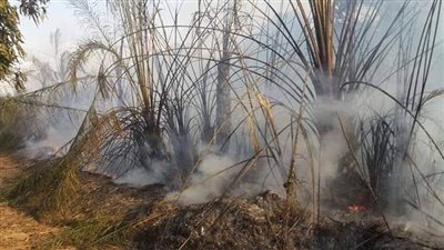 حريق حديقة مانجو يلتهم 400 شجرة بالإسماعيلية (صور)