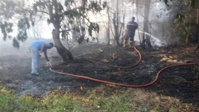 تجدد اشتعال النيران في مزرعة مانجو بالإسماعيلية بعد إخمادها