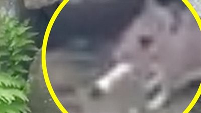 بالفيديو والصور.. امرأة ترصد فأرا يدخن السجائر