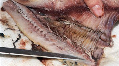 «التموين» تخطر مديرياتها بسحب عينات من الأسماك والرنجة بالأسواق