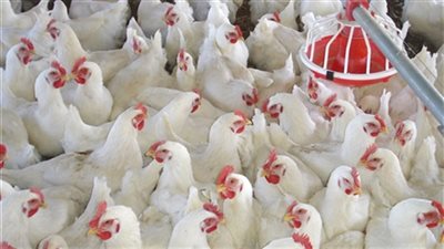 «الثروة الداجنة» تطالب بالتوسع في البورصات السلعية لاستقرار الأسعار