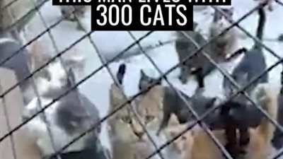 رجل يعوض فقدان ابنه بـ 300 قطة (فيديو)