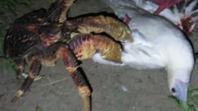 بالفيديو.. لقطات لسرطان جوز الهند يلتهم طائرا تصدم العلماء