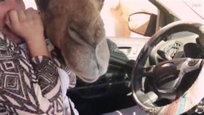 بالفيديو.. رد فعل فتاة اقتحم جمل سيارتها وسرق طعامها