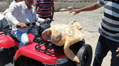 تعامل إدارة مصيف بلطيم مع سلحفتين يثير سخرية المصطافين (صور)