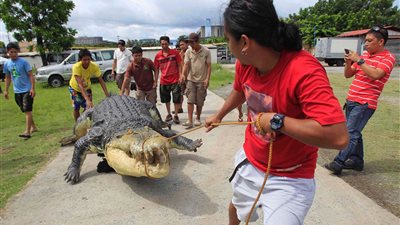بالصور.. تمساح ضخم يتسبب في إثارة الرعب وتوقف حركة المرور بالفلبين