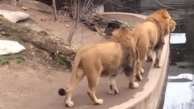 موقف محرج يضيع هيبة ملك الغابة (فيديو)