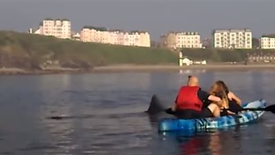 شجاعة ركاب قوارب أمام قرش يسبح حولهم (فيديو)