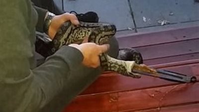 بالفيديو والصور.. ثعبان يتناول أغرب شيء يمكن مشاهدته