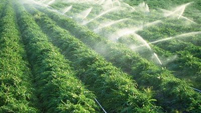 «الحاصلات الزراعية»: 1.756 مليار دولار صادرات القطاع خلال 9 أشهر