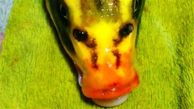 بالصور.. سمكة لديها وجه إنسان تثير ضجة على الإنترنت