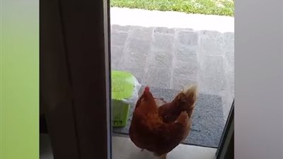 دجاجة تتمكن من فتح باب موصد بالكامل (فيديو)