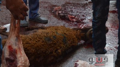 10 صور ترصد مظاهر ذبح الأضاحي في بورسعيد