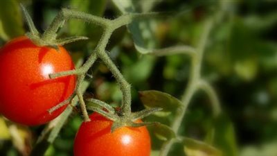 بيان عاجل للحكومة حول تدهور محصول الطماطم وارتفاع أسعاره