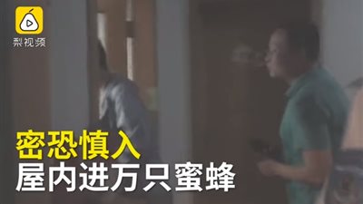 أسراب نحل تقتحم منزلا في الصين (فيديو)