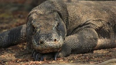 اكتشاف حيوان من زواحف ما قبل التاريخ وسط الصين