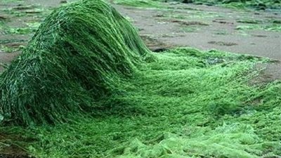 طحالب الـ«سبيرولينا».. غذاء المستقبل السحري (فيديو)