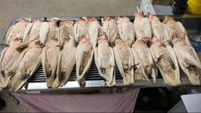 لغز سقوط طيور من السماء تنزف من مناقيرها وعيونها في أستراليا