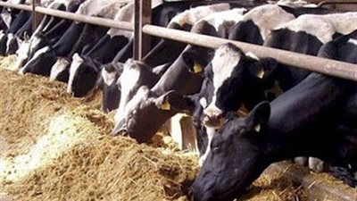 توزيع رؤوس ماشية على الأسر الأكثر احتياجًا بـ«كفر محفوظ» في الفيوم