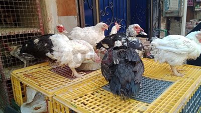 5 مميزات للتحول من بيع الطيور والدواجن «الحية» إلى «المعبأة»