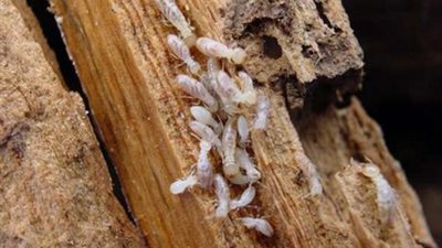 الزراعة تدعم الوادي الجديد بــ 828 لتر مبيد لمكافحة النمل الأبيض