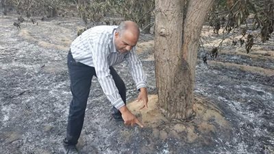 وكيل «زراعة الإسماعيلية» يتفقد مزارع المانجو المحترقة (صور)