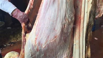 إعدام بقرة تزن نصف طن مصابة بالسل داخل مجزر السنطة | صور