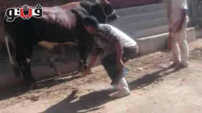 أضاحي تتمرد على الجزارين.. خروف يقفز من الطابق السادس بالإسكندرية.. أهالي طوخ يستغيثون بالشرطة للسيطرة على عجل.. جاموسة تقتحم صيدلية.. وثور هائج في شارع جامعة الدول