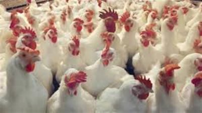 كيلو الدواجن يسجل 33 جنيها.. ونشطاء يطلقون حملة «خليها تكاكي»