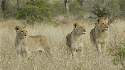 أسود تلتهم صيادا حاول صيدها في جنوب أفريقيا